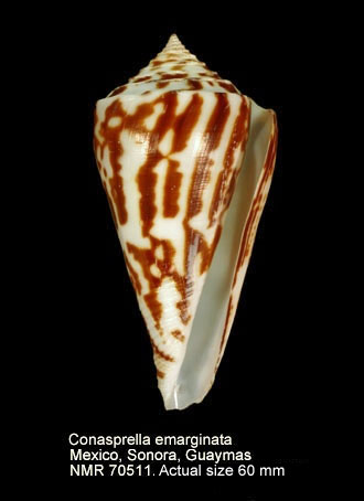 Conasprella emarginata (4).jpg - Conasprella emarginata (Reeve,1844)